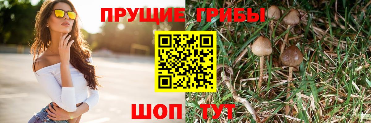 Псилоцибиновые грибы Cubensis  Вход с VPN  Сухой Лог 